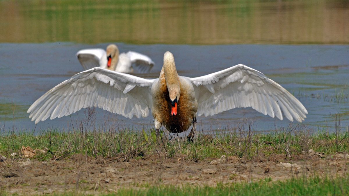 L''inchino del cigno